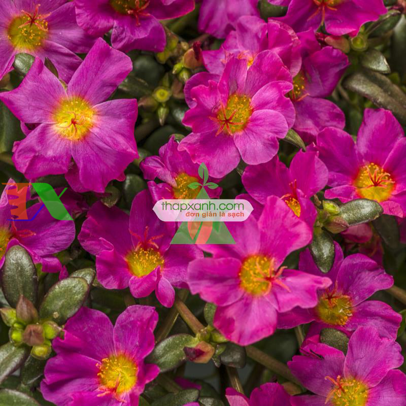 Hạt giống hoa Mười Giờ đơn mix (Mỹ)