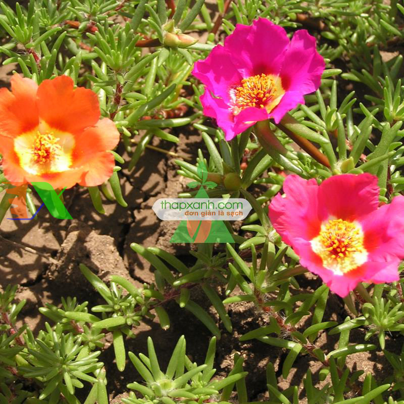 Hạt giống hoa Mười Giờ đơn mix (Mỹ)