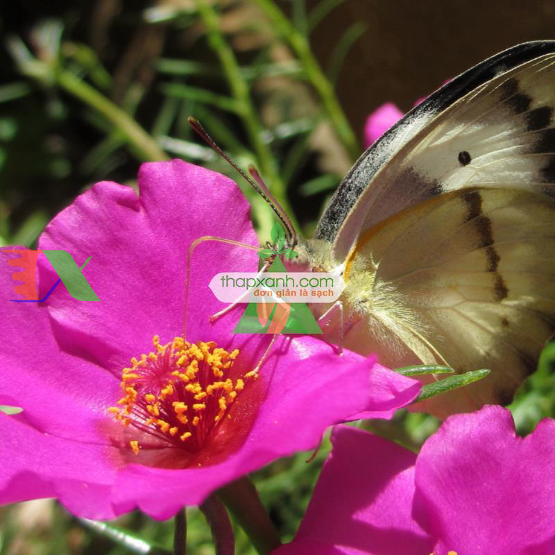 Hạt giống hoa Mười Giờ đơn mix (Mỹ)