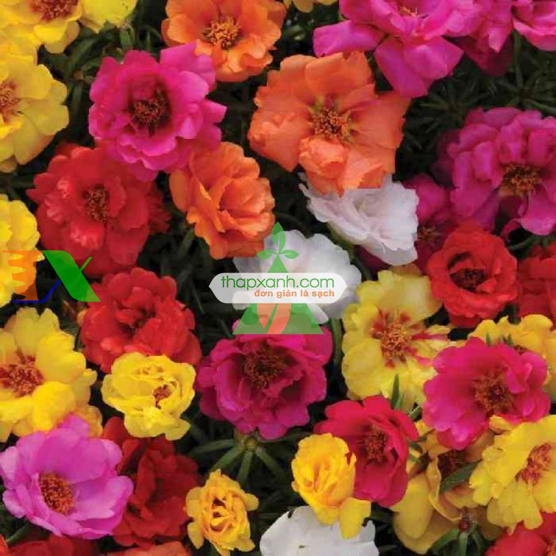 Kỹ thuật trồng và chăm sóc hoa mười giờ