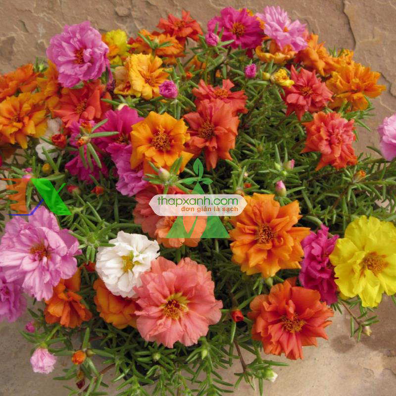 Kỹ thuật trồng và chăm sóc hoa mười giờ