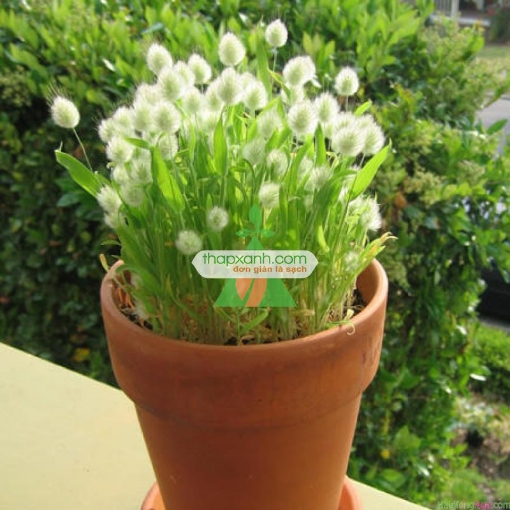 Gambar Hạt giống Cỏ Đuôi Thỏ