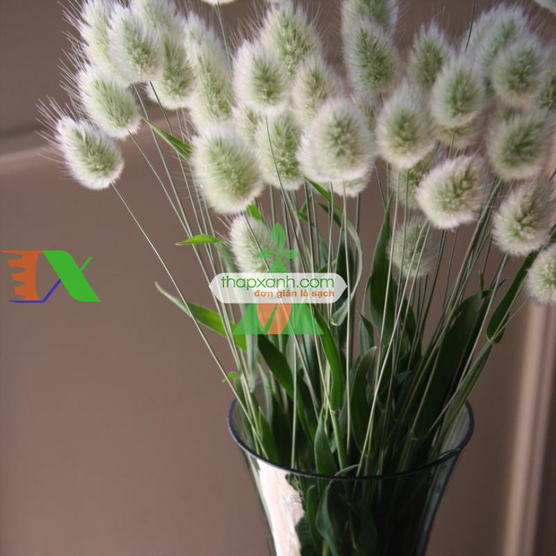 Hạt giống Cỏ Đuôi Thỏ