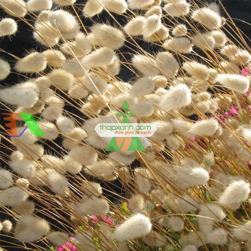 Hạt giống Cỏ Đuôi Thỏ