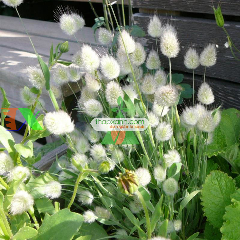 Hạt giống Cỏ Đuôi Thỏ