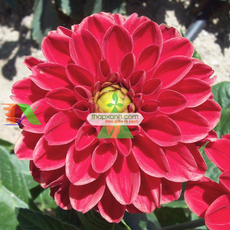 Hạt giống hoa Thược Dược mix