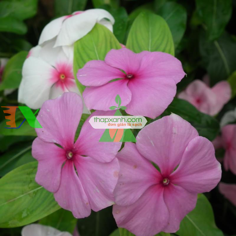 Hạt giống hoa Dừa Cạn