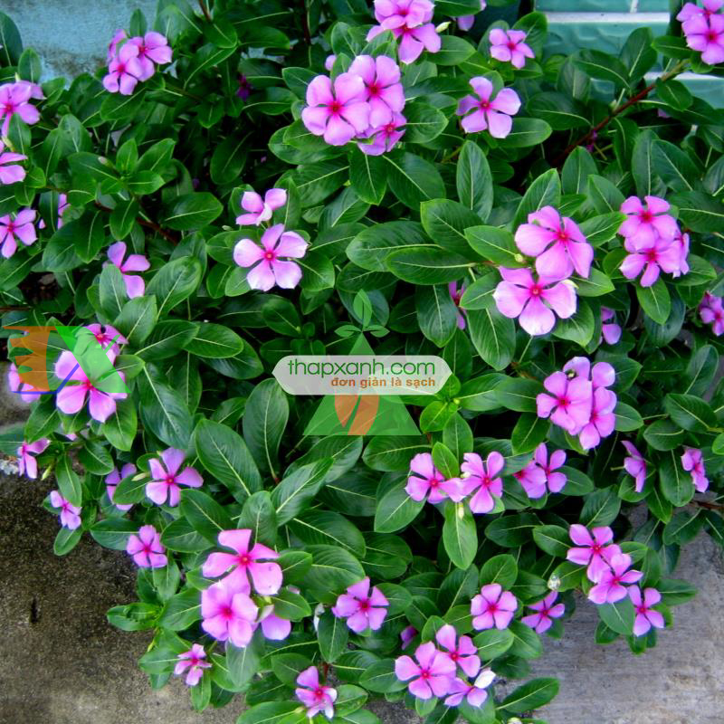 Hạt giống hoa Dừa Cạn