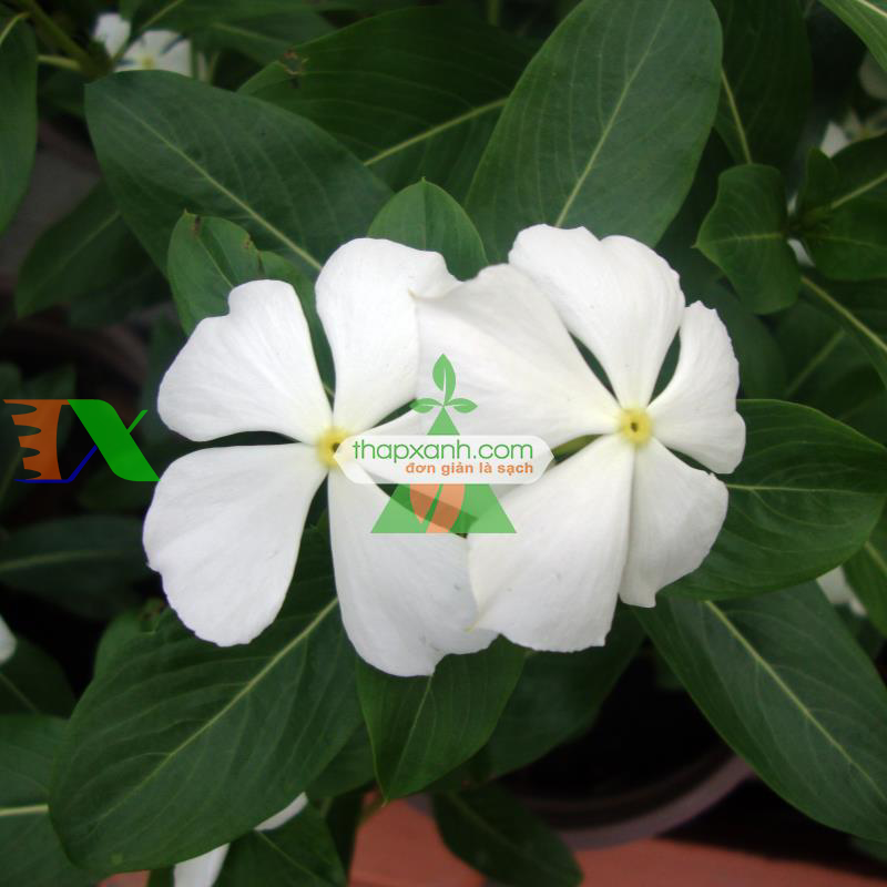 Hạt giống hoa Dừa Cạn