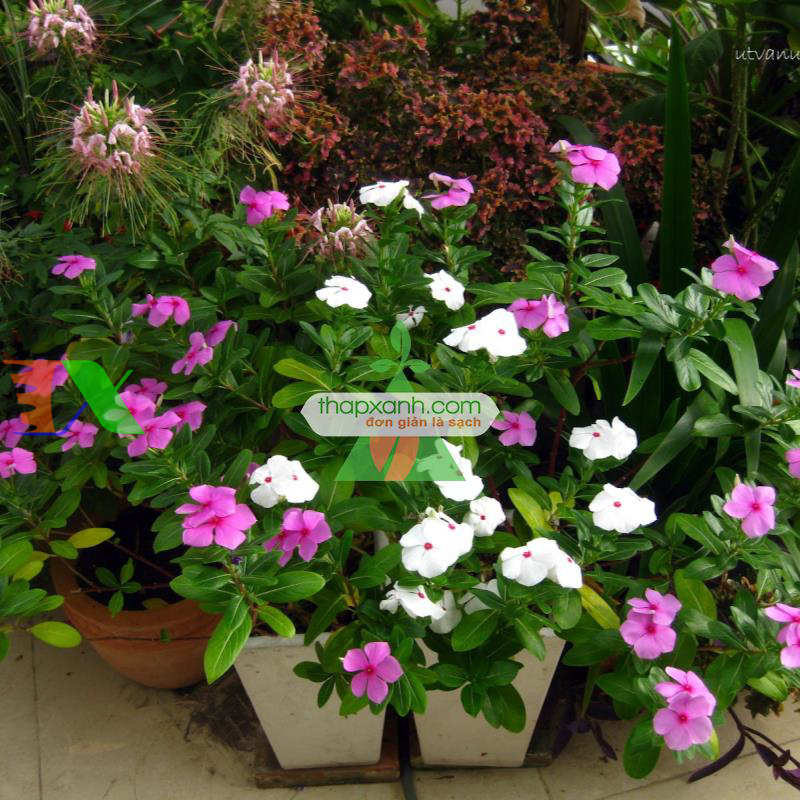 Hạt giống hoa Dừa Cạn