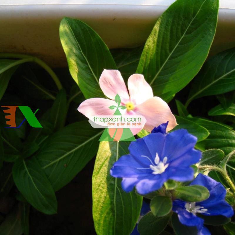 Hạt giống hoa Dừa Cạn