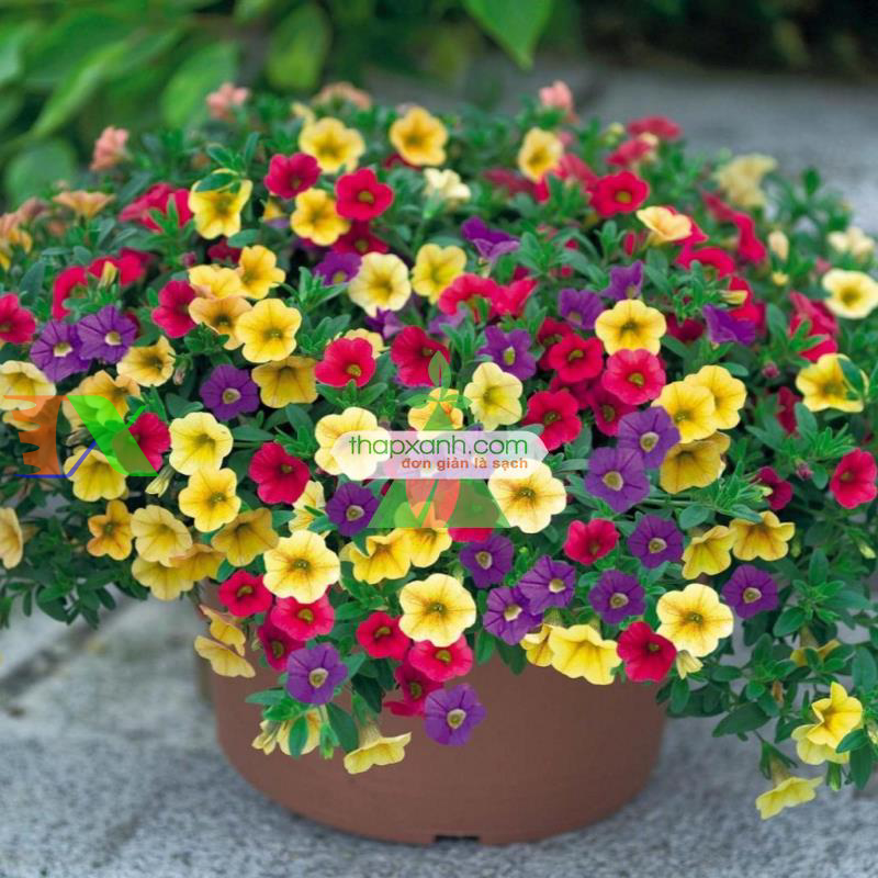 Hạt giống hoa Dừa Cạn Rủ