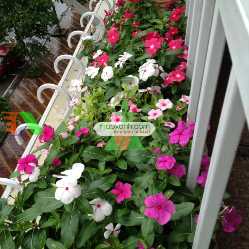 Hạt giống hoa Dừa Cạn Rủ