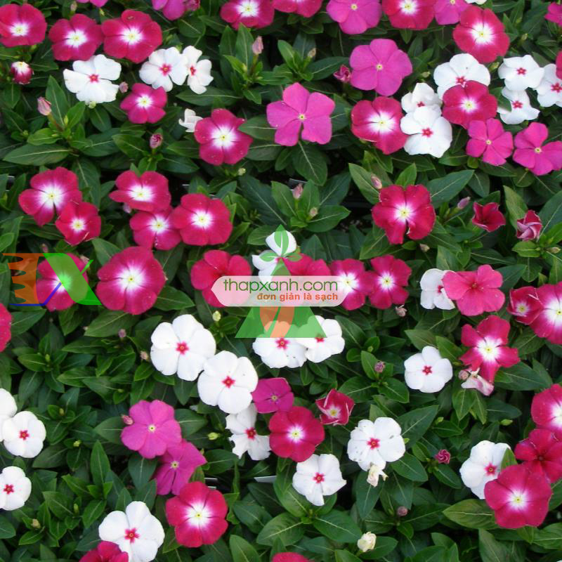 Hạt giống hoa Dừa Cạn Rủ