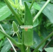 รูปภาพของ Hạt giống Đậu Bắp Xanh (Mướp tây)