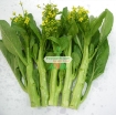 Picture of Hạt giống rau Cải Bó Xôi (rau Chân Vịt, BiNa)