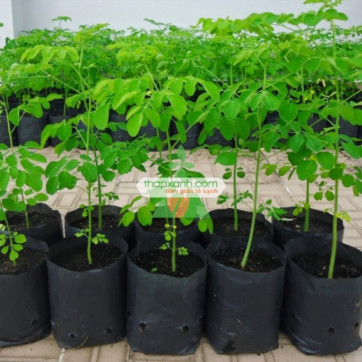 Picture of Hạt giống cây Chùm Ngây