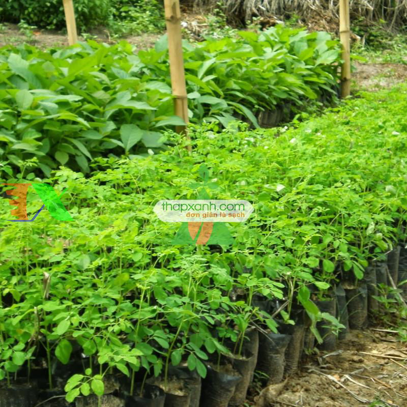 Hạt giống cây Chùm Ngây