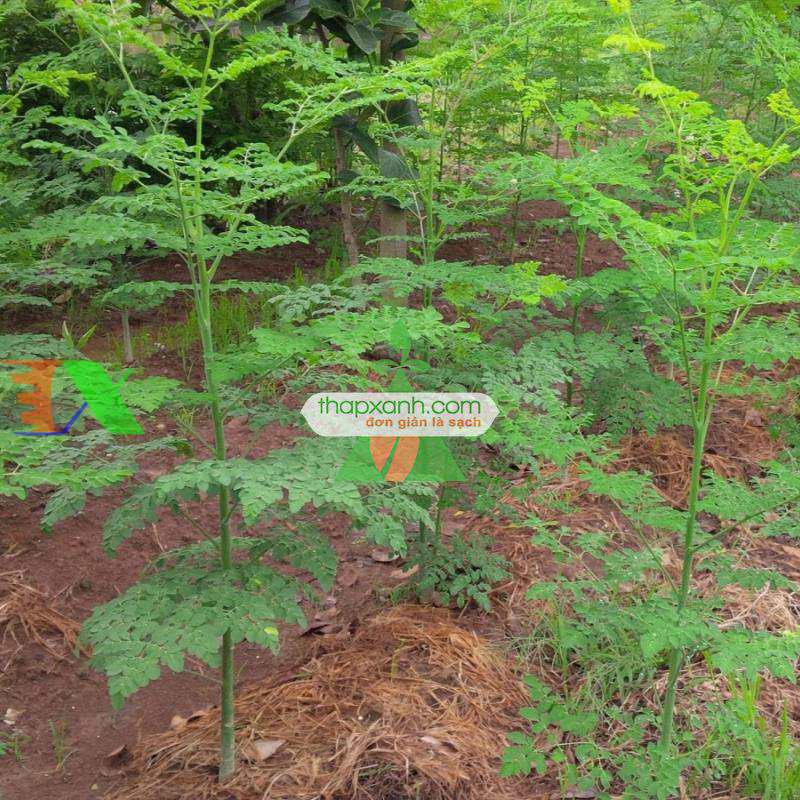 Hạt giống cây Chùm Ngây