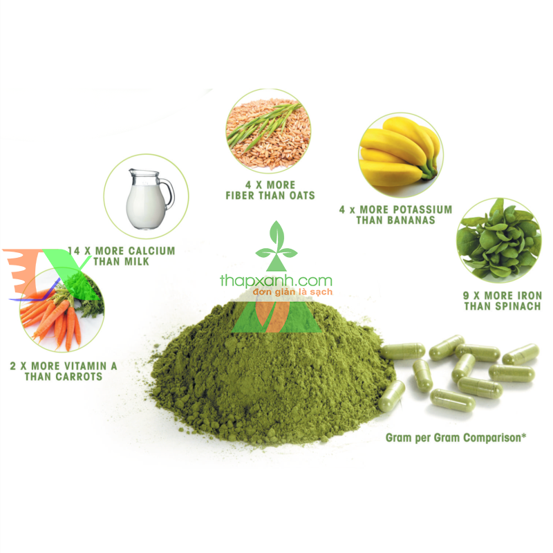 Hạt giống cây Chùm Ngây