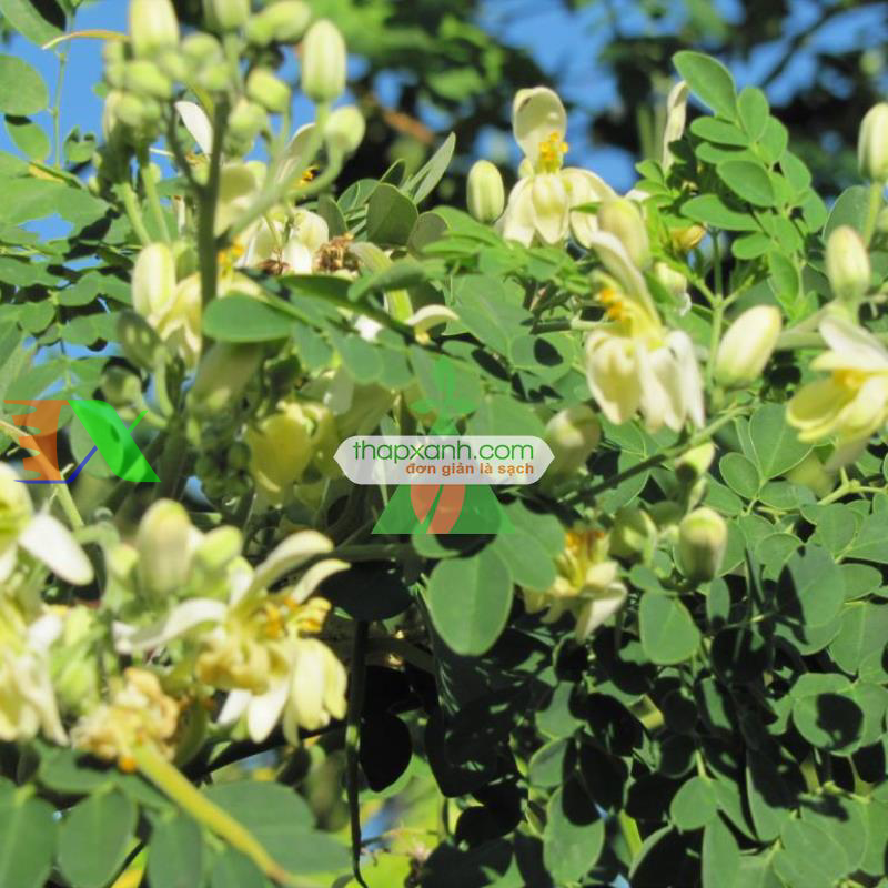 Hạt giống cây Chùm Ngây