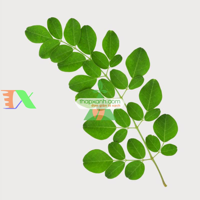 Hạt giống cây Chùm Ngây