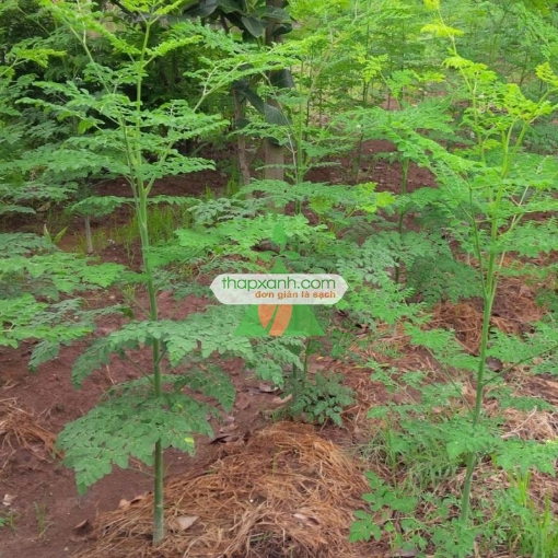 Gambar Cây giống Chùm Ngây