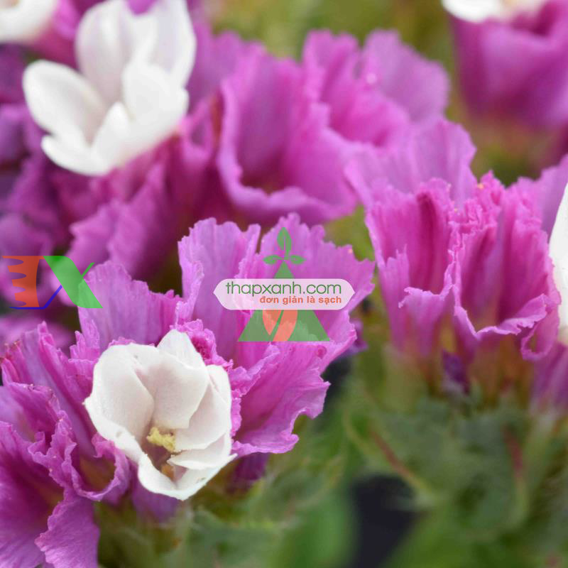 Hạt giống hoa SaLem hồng