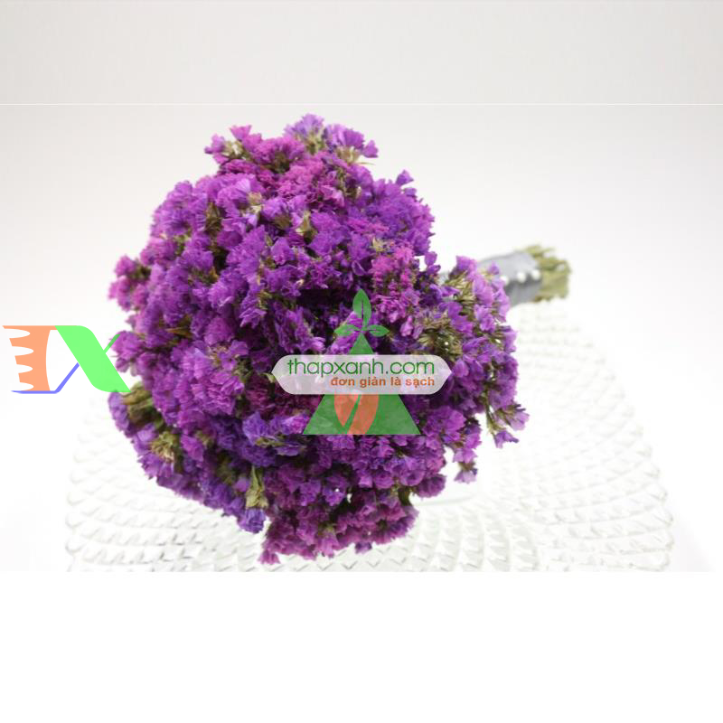 Hạt giống hoa SaLem hồng