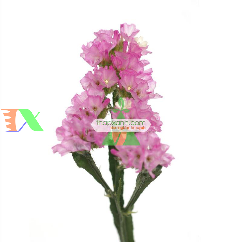 Hạt giống hoa SaLem hồng