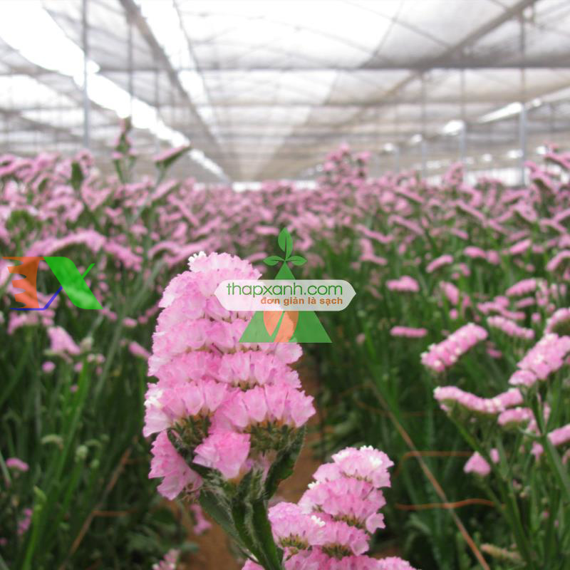 Hạt giống hoa SaLem hồng