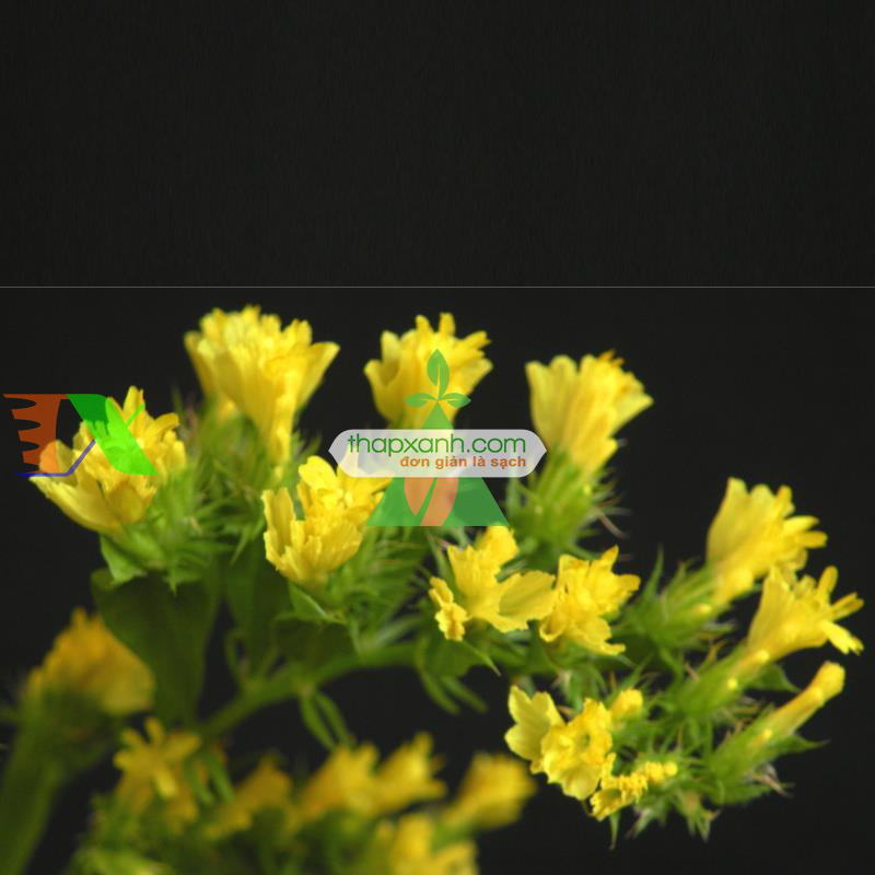 Hạt giống hoa SaLem vàng