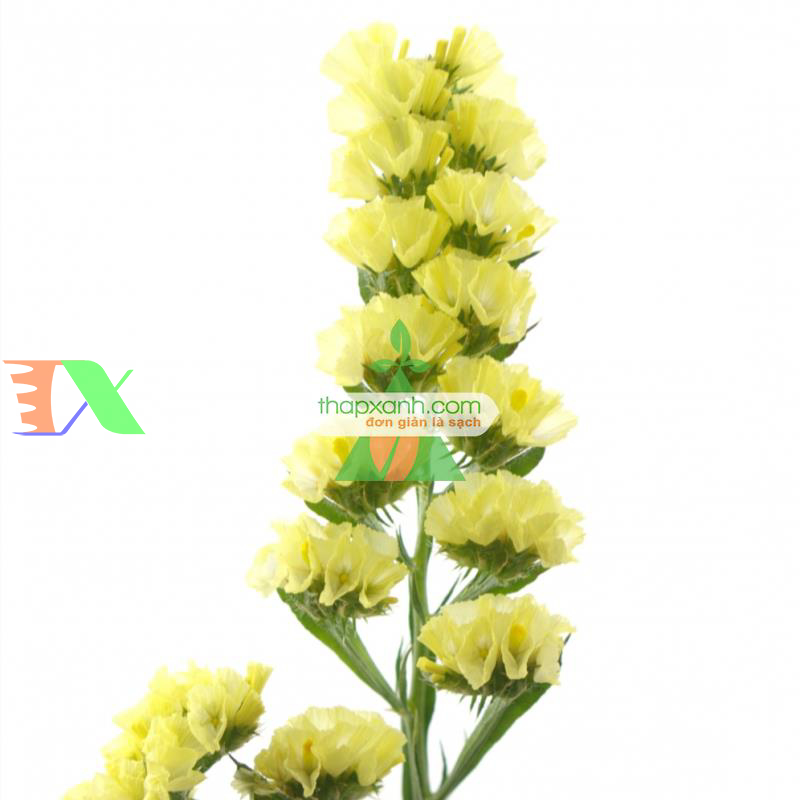 Hạt giống hoa SaLem vàng