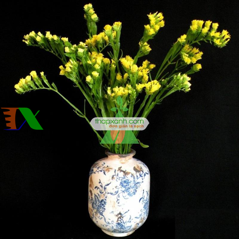 Hạt giống hoa SaLem vàng