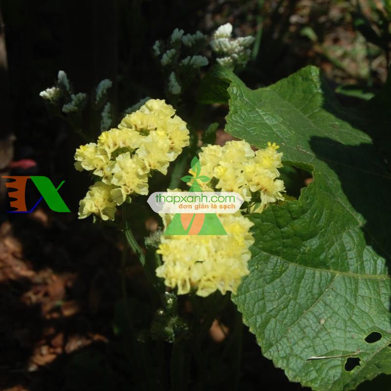 Hạt giống hoa SaLem vàng