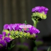 Gambar Hạt giống hoa SaLem Xanh (Salem Tím)