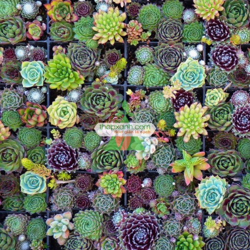 Ảnh của Hạt giống hoa Sen Đá