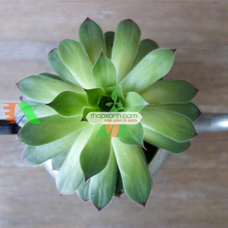 Kỹ thuật trồng và chăm sóc Sen Đá