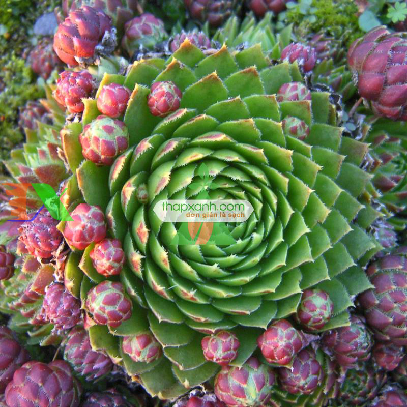 Kỹ thuật trồng và chăm sóc Sen Đá