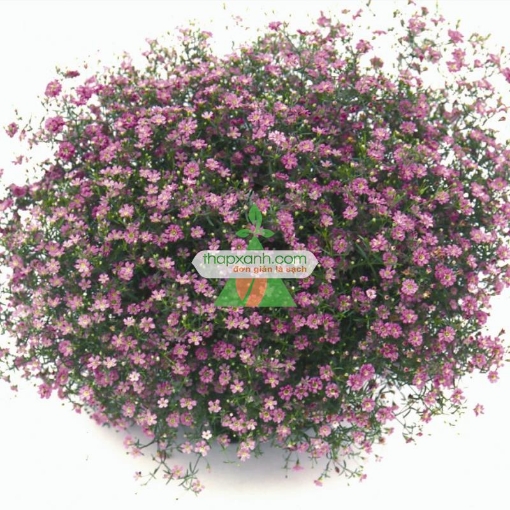 Picture of Hạt giống Hoa Baby hồng