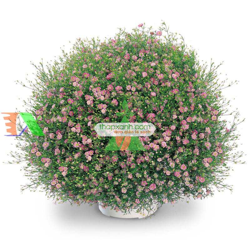 Hạt giống Hoa Baby hồng