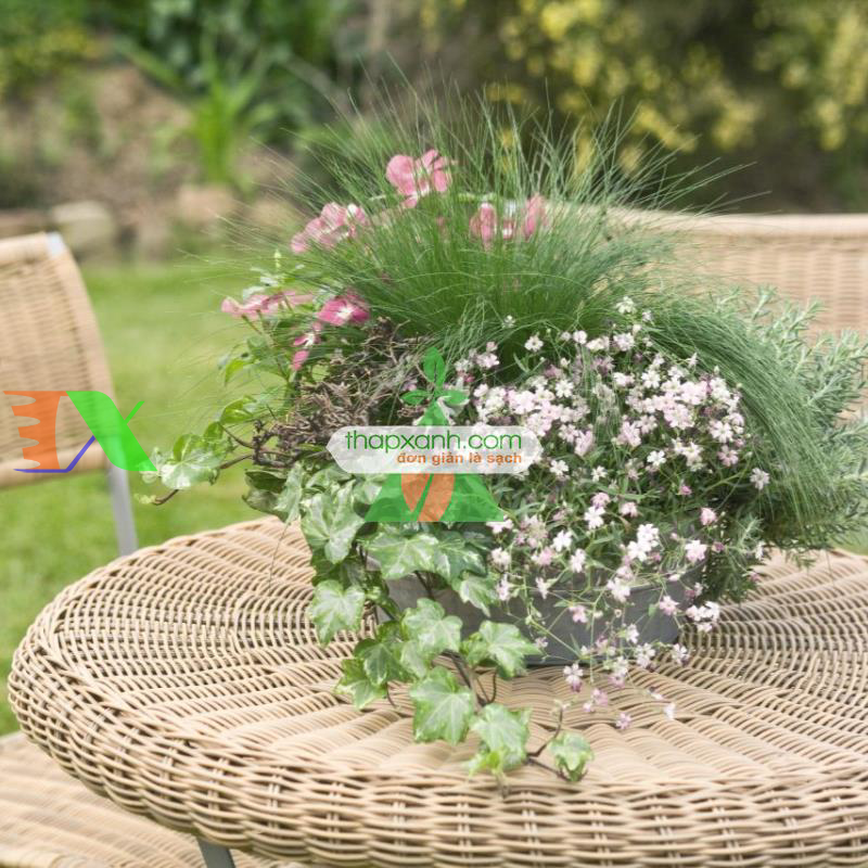 Hạt giống Hoa Baby hồng