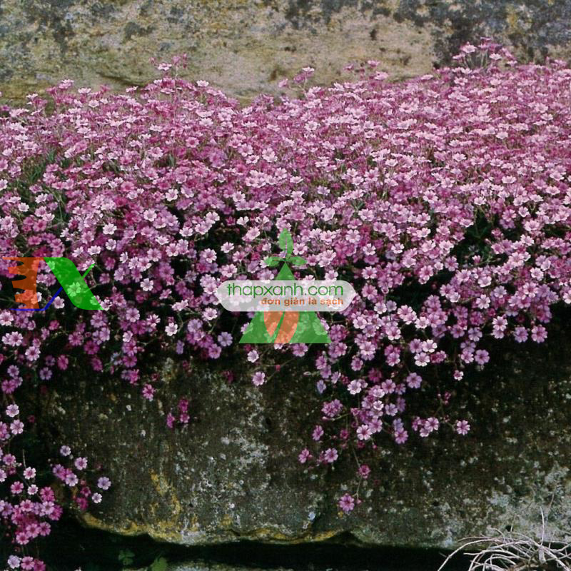 Hạt giống Hoa Baby hồng