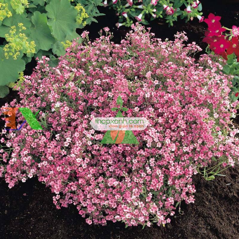 Hạt giống Hoa Baby hồng