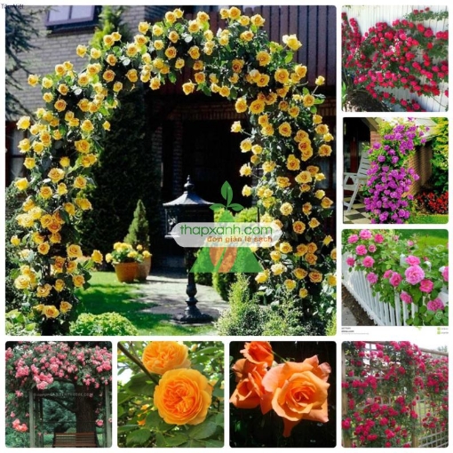 Picture of Hạt giống hoa Hồng Leo mix