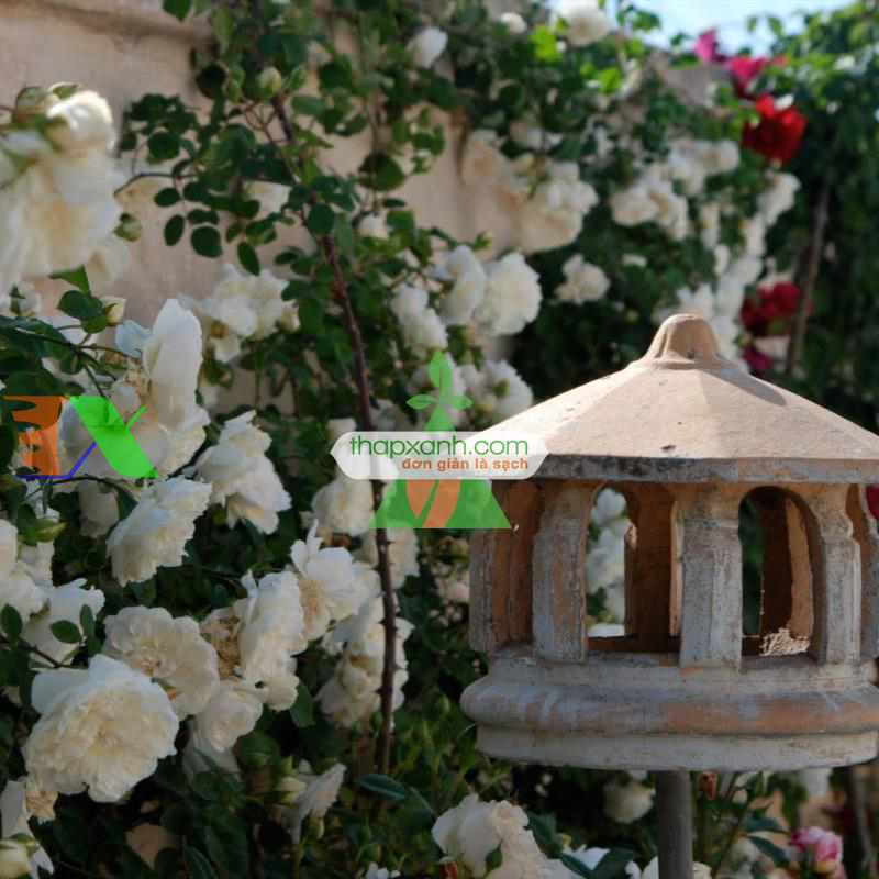 Hạt giống hoa Hồng Leo mix