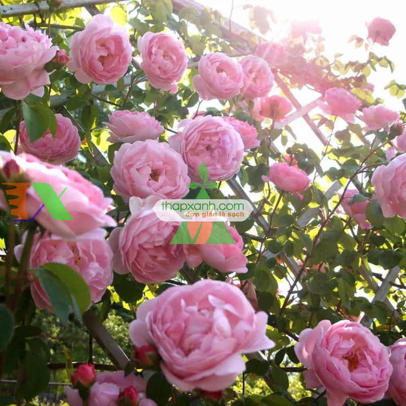 Hạt giống hoa Hồng Leo mix