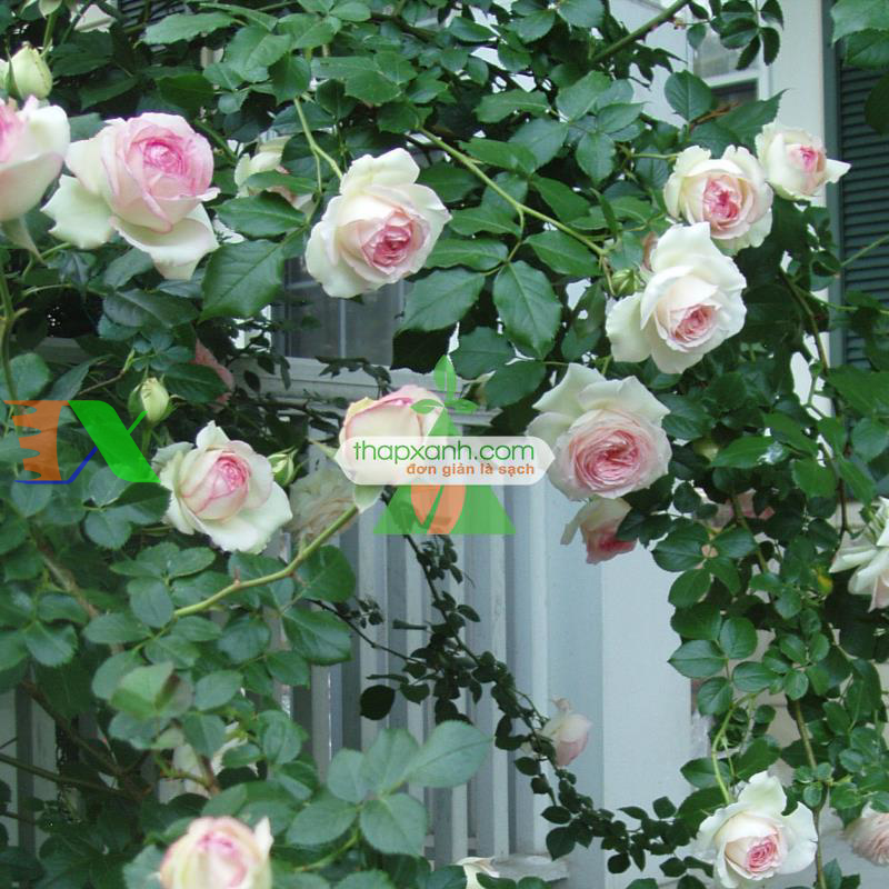 Hạt giống hoa Hồng Leo mix