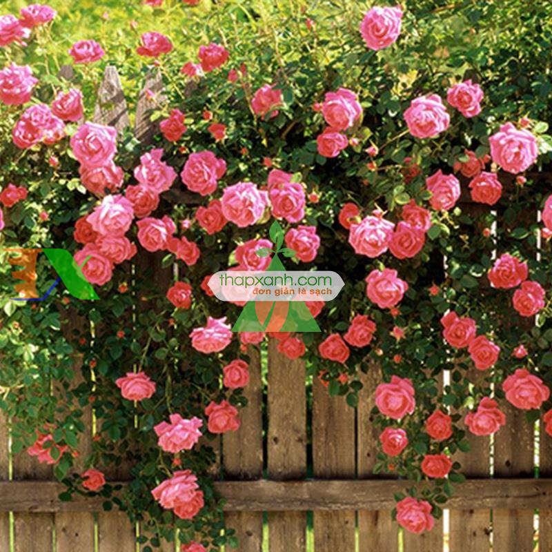 Hạt giống hoa Hồng Leo mix