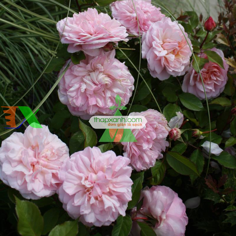 Hạt giống hoa Hồng Leo mix